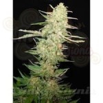 CBD Seeds - Widow