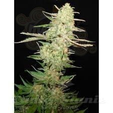 CBD Seeds - Widow