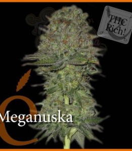 ELITE SEEDS - Meganuska