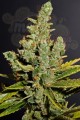 DINAFEM - Cheese