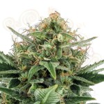 Jack Herer Auto