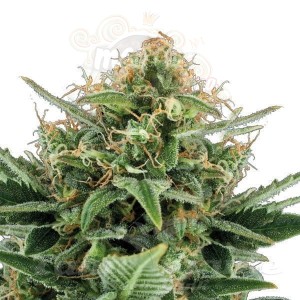 Jack Herer Auto