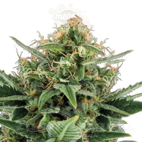 Jack Herer Auto