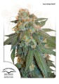 DUTCH PASSION - Auto Orange Bud®