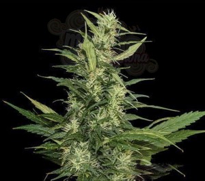 KALASHNIKOV SEEDS - Amur Giant Auto