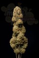 DINAFEM - Cheese CBD