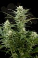 DINAFEM - Original Amnesia