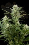 DINAFEM - Original Amnesia
