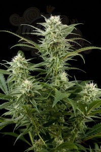 DINAFEM - Original Amnesia