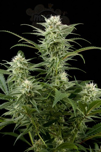 DINAFEM - Original Amnesia