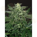 N.Y.C Diesel Auto