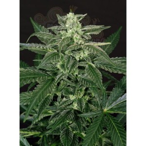 N.Y.C Diesel Auto