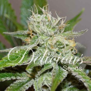 DELICIOUS SEEDS - Original Juan Herer
