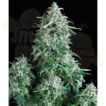 PYRAMID SEEDS - Auto Anubis