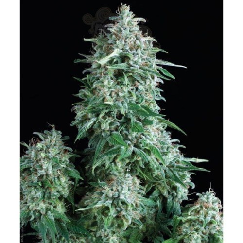PYRAMID SEEDS - Auto Anubis