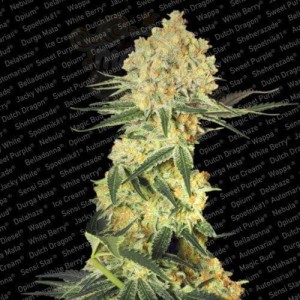 PARADISE SEEDS - Auto Wappa