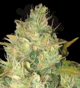 DELICOUS SEEDS - Black Russian