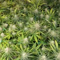 BARNEY'S FARM - Peyote Cookies