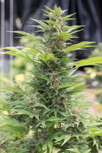 DINAFEM - Diesel