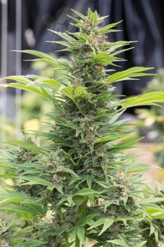 DINAFEM - Diesel