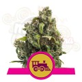 ROYAL QUEEN SEEDS - Candy Kush Express (Fast Flowering)