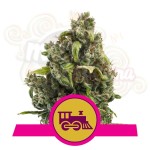 ROYAL QUEEN SEEDS - Candy Kush Express (Fast Flowering)
