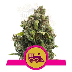 ROYAL QUEEN SEEDS - Candy Kush Express (Fast Flowering)