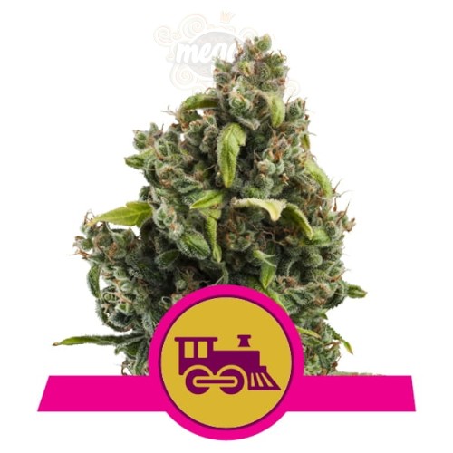 ROYAL QUEEN SEEDS - Candy Kush Express (Fast Flowering)