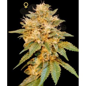 DNA GENETICS - SnowLAnd