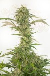 DINAFEM - OG Kush Auto CBD