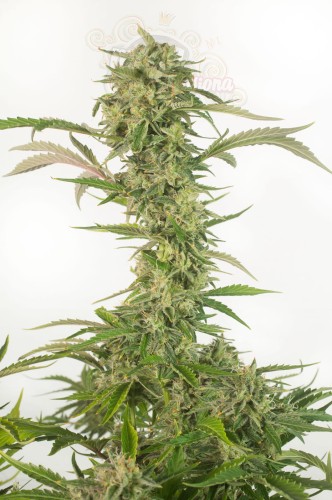 DINAFEM - OG Kush Auto CBD