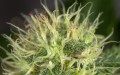 OG Kush Auto