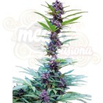 CANNABIOGEN - Deluxe Mix