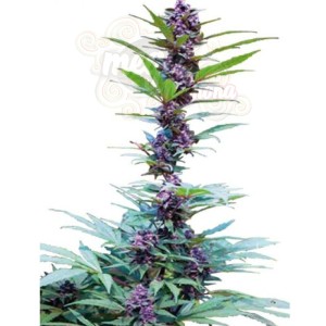 CANNABIOGEN - Deluxe Mix