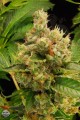 DINAFEM - Blue Hash