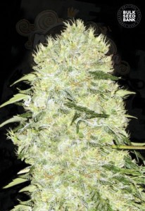 BULK SEED BANK - Bubblegum Extra