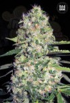 BULK SEED BANK - Auto Jack Hair