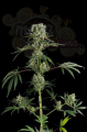 DINAFEM - Moby Dick #2