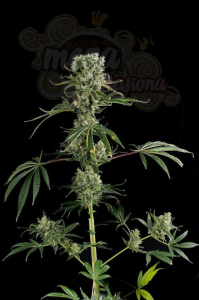 DINAFEM - Moby Dick #2