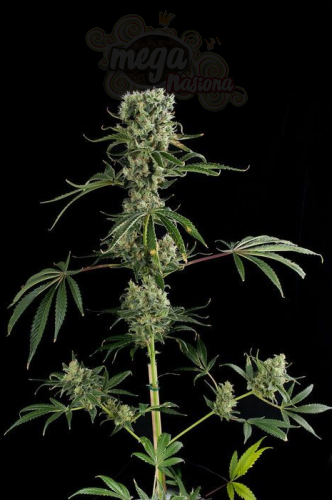 DINAFEM - Moby Dick #2