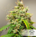 DUTCH PASSION - Auto Euforia®