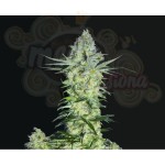 BIOHAZARD SEEDS - Goddess Kali