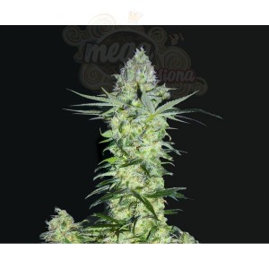 BIOHAZARD SEEDS - Goddess Kali