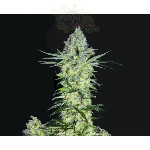 BIOHAZARD SEEDS - Goddess Kali