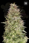 BULK SEED BANK - Auto White Prussian