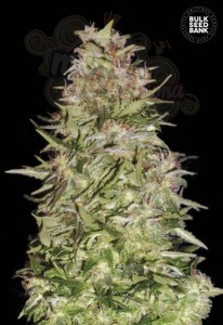 BULK SEED BANK - Auto White Prussian