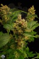 DINAFEM - Blue Hash