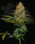 DNA GENETICS - Exodus Kush
