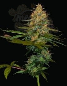 DNA GENETICS - Exodus Kush