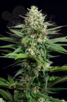 DINAFEM - OG Kush CBD